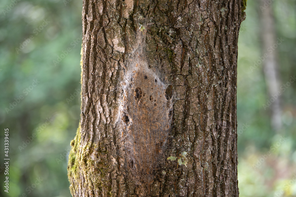 processierups in tree in the forest processierups in tree in the forest
