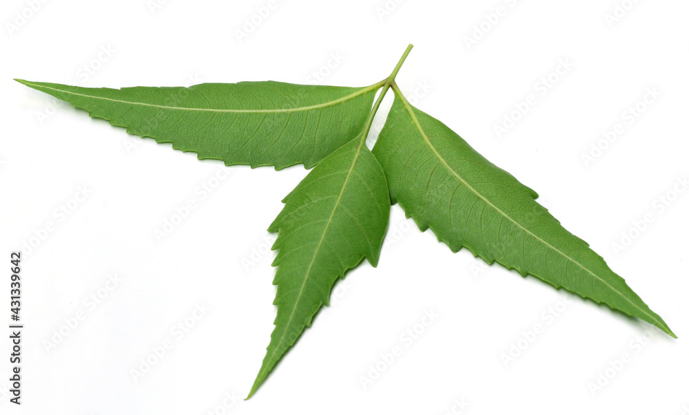 Fototapeta premium Medicinal neem leaves over white background