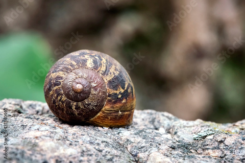 Gefleckte Weinbergschnecke ( Cornu aspersum , Helix aspersa , Cryptomphalus aspersus oder Cantareus aspersus ). photo