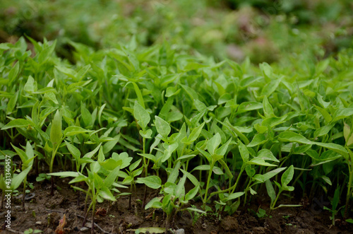 bunch the small green chilly plants soil heaps in the farm.