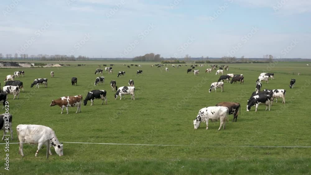Many Holstein Friesian cows in the Netherlands, nice sky with clouds Many Holstein Friesian cows in the Netherlands, nice sky with clouds