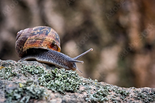 Gefleckte Weinbergschnecke ( Cornu aspersum , Helix aspersa , Cryptomphalus aspersus oder Cantareus aspersus ). photo