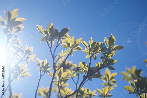 flowers and blue sky