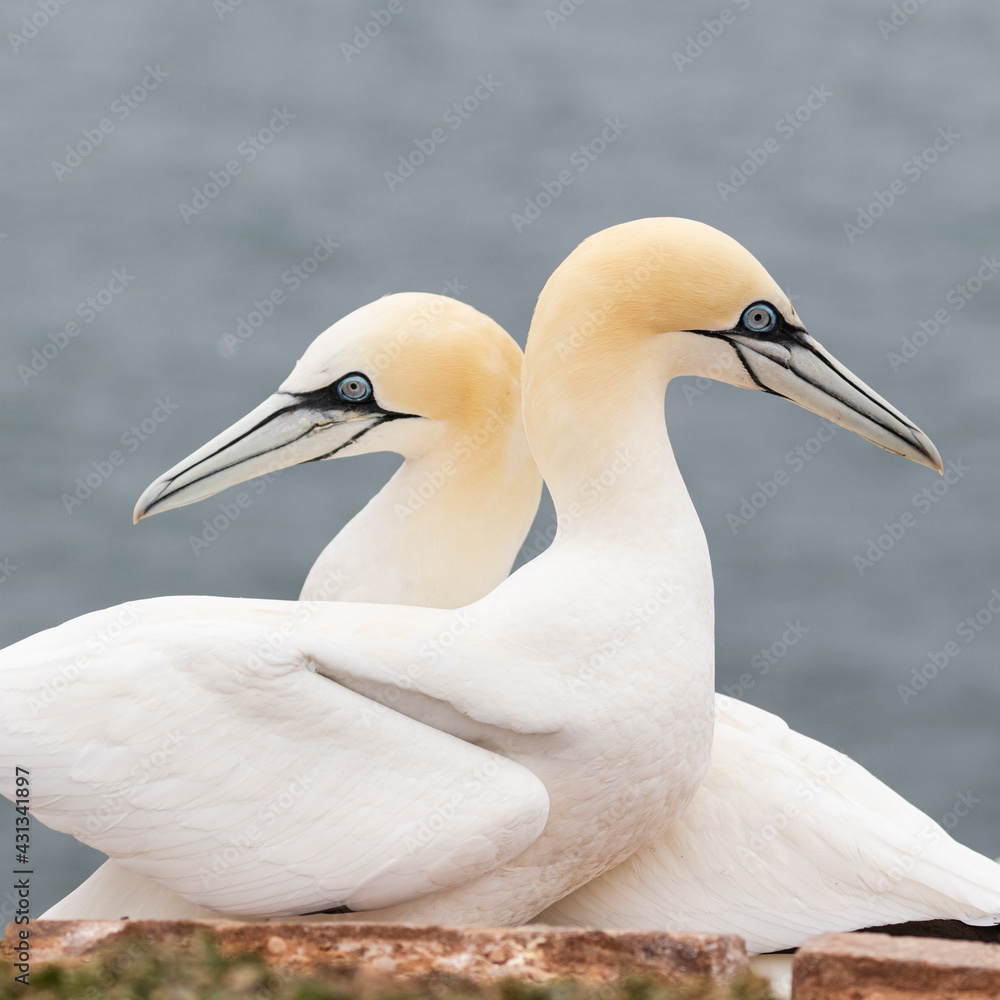 Zwei Basstölpel auf Helgoland mit der Nordsee im Hintergrund Zwei Basstölpel auf Helgoland mit der Nordsee im Hintergrund