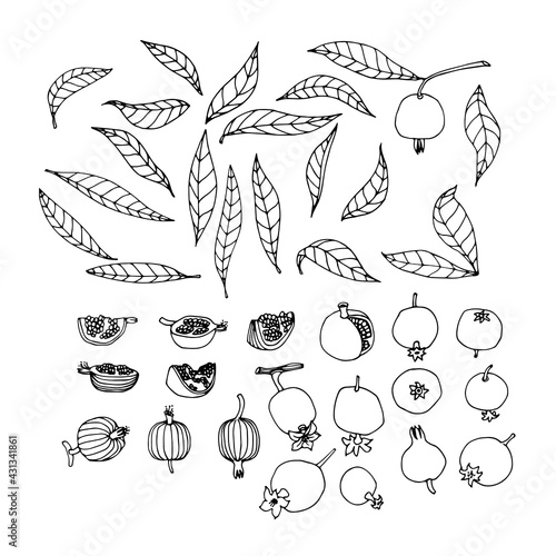 set of pomegranates with leaves, elements of decorative ornament or pattern, vector illustration with black ink contour lines isolated on a white background in doodle & hand drawn style