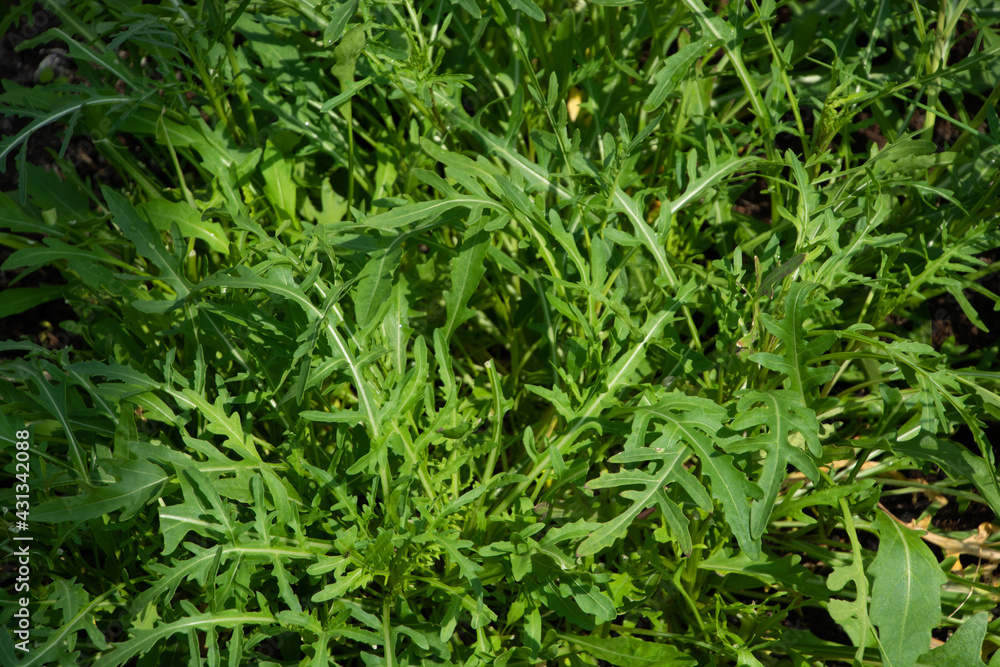 close-up of green garden rocket salad healthy and diet food concept close-up of green garden rocket salad healthy and diet food concept