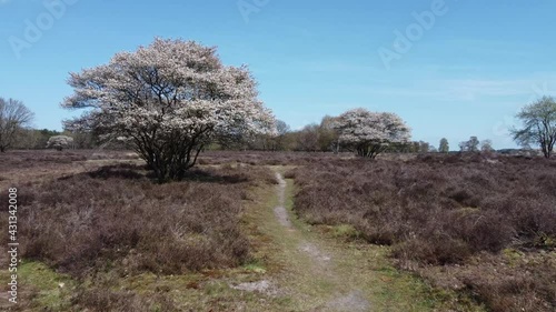 Heathland with blooming Amelanchier lamarkii tree, white flowers, aerial forwards photo