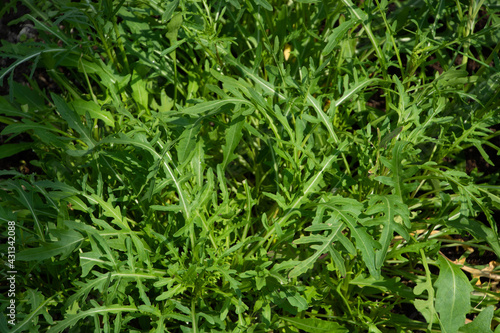 close-up of green garden rocket salad healthy and diet food concept