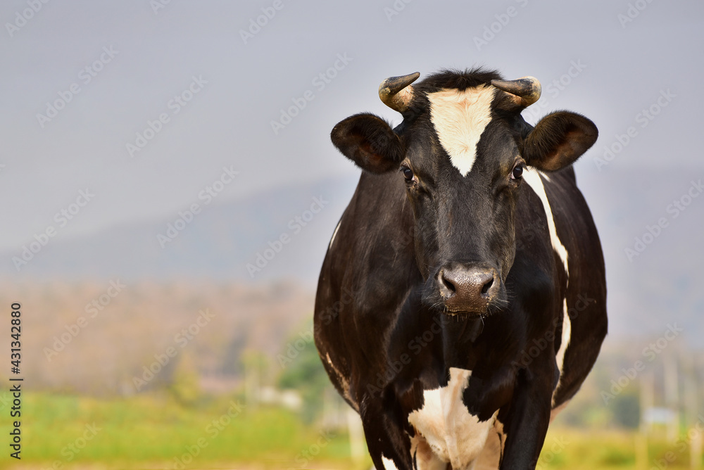 Black and white cows in the field in grassland with copy space