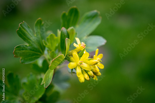 żółte kwiaty kwitnącego agrestu