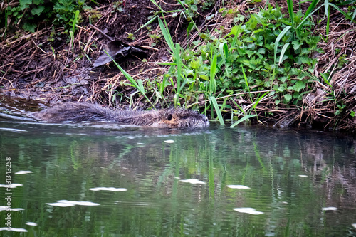 Nutria ( Myocastor coypus ) photo