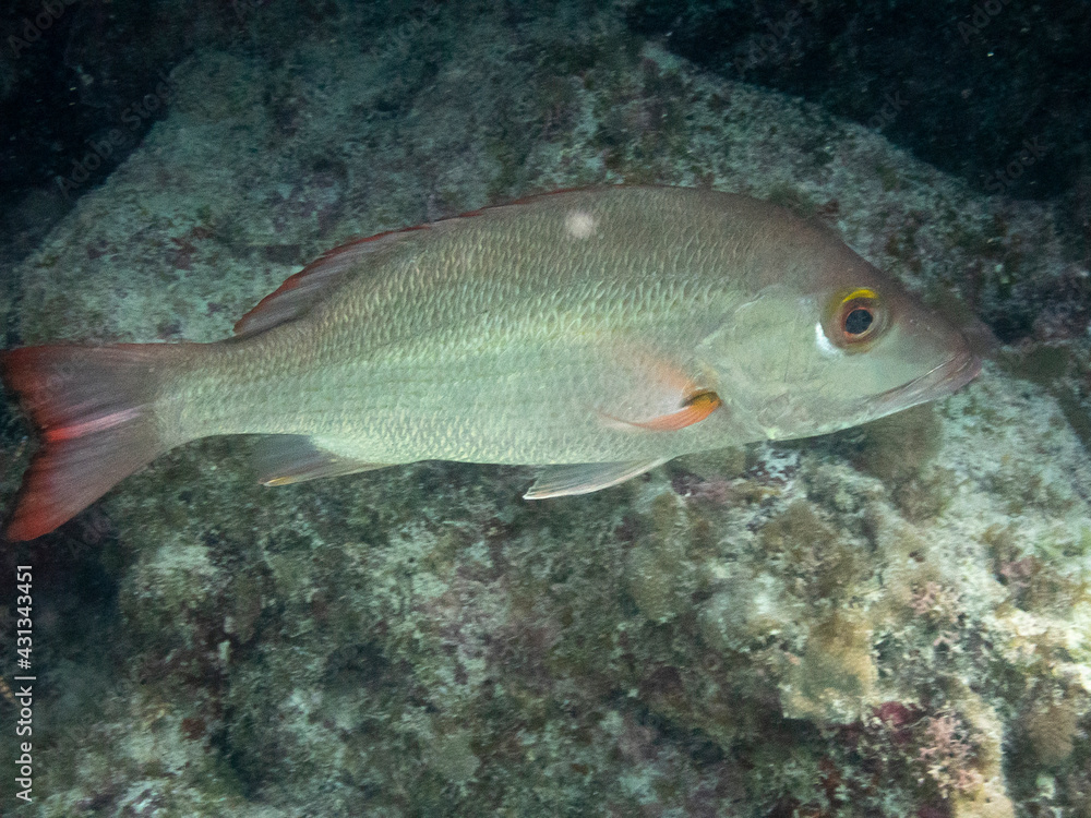 Mahogany Snapper Mahogany Snapper