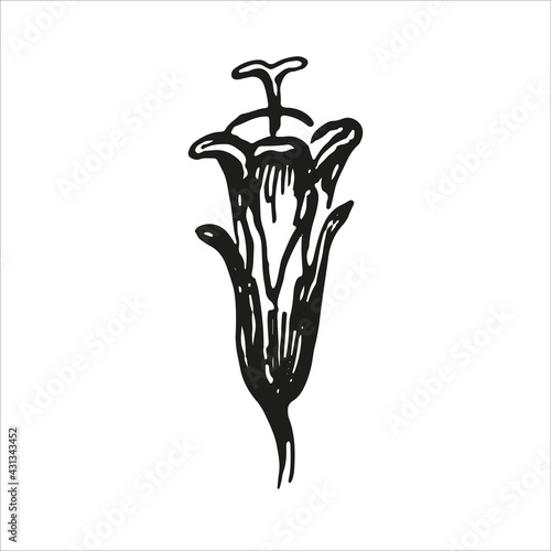 botanic illustration of mint blossom