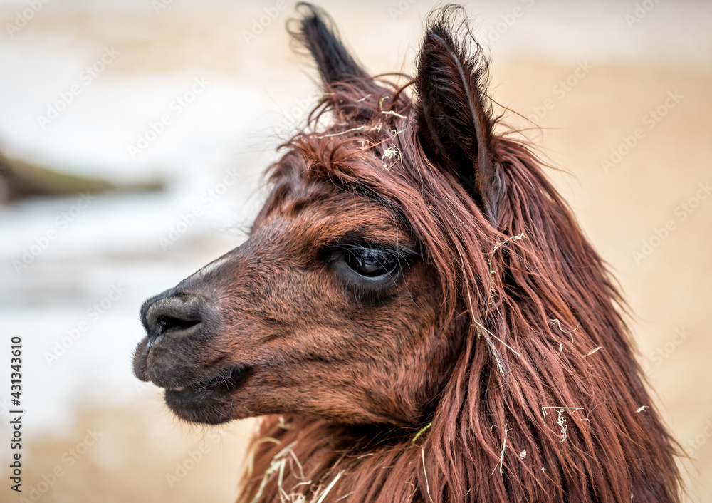 brown lama portrait