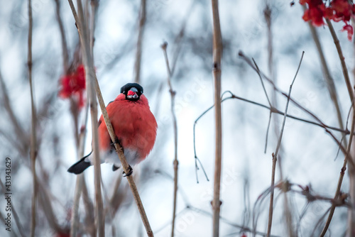 bullfinch sitting on a branch © Volodymyr Shevchuk