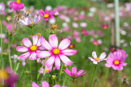 beautiful cosmos flower in the garden