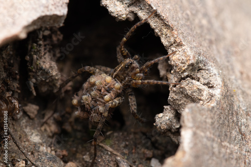 Big brown scary spider in its hole in a tree trunk
