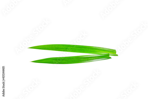 Fresh green pandanus leaves isolated on white background. Thai herbal. Top view. Flat lay with clipping paths
