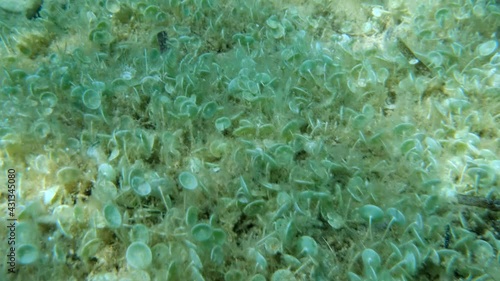 Closep-up on colony of unicellular green algae Mermaid's wine-glass or Mermaid's cup (Acetabularia acetabulum) Slow motion, Movement forward. Adriatic Sea, Montenegro, Europe photo