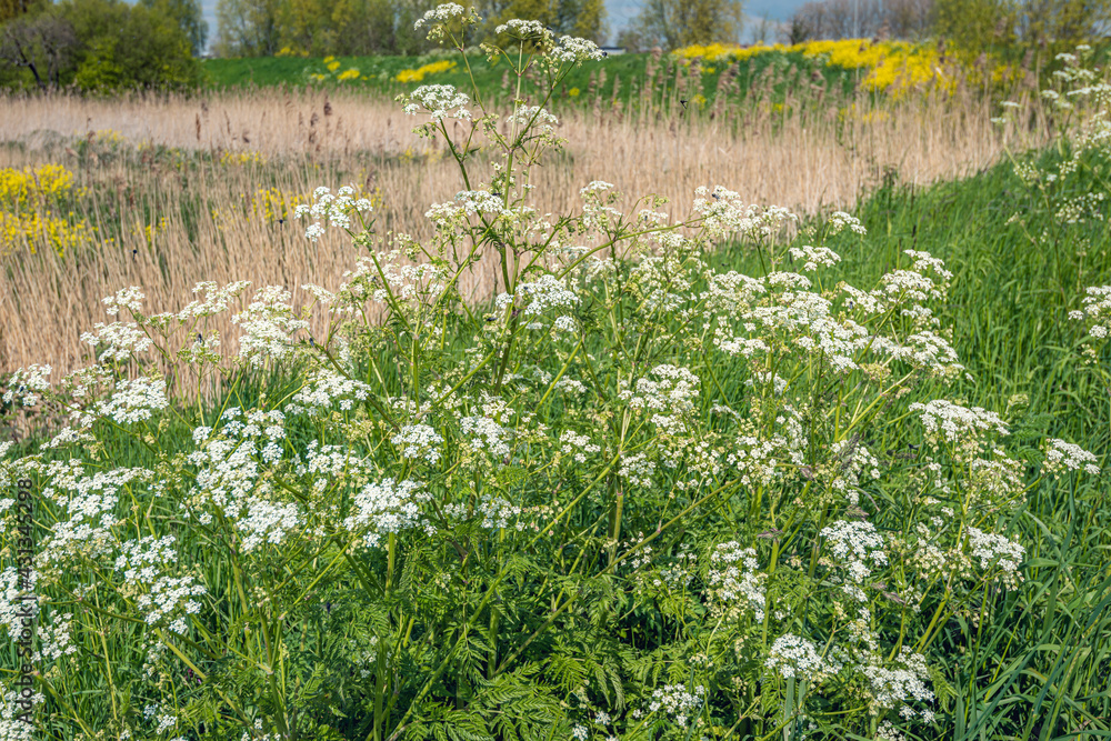 White flowering wild carrot plants on the edge of a Dutch nature reserve. It is springtime in the Netherlands now. White flowering wild carrot plants on the edge of a Dutch nature reserve. It is springtime in the Netherlands now.
