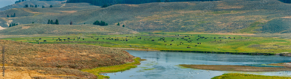 American bison grazing in a meadow near the Lamar River in Yellowstone