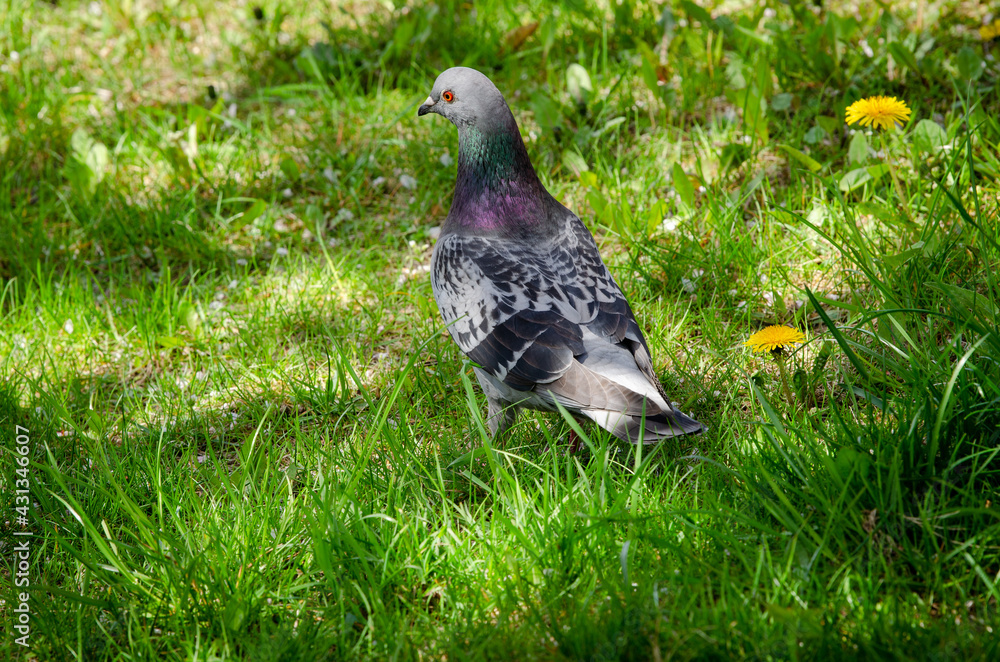 Fototapeta premium Pigeon in the green grass with yellow flowers