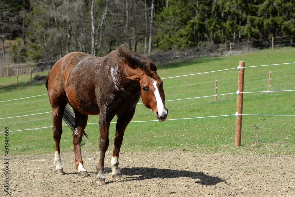 Pferdehaltung. Pferd beim fressen und Wälzen Pferdehaltung. Pferd beim fressen und Wälzen