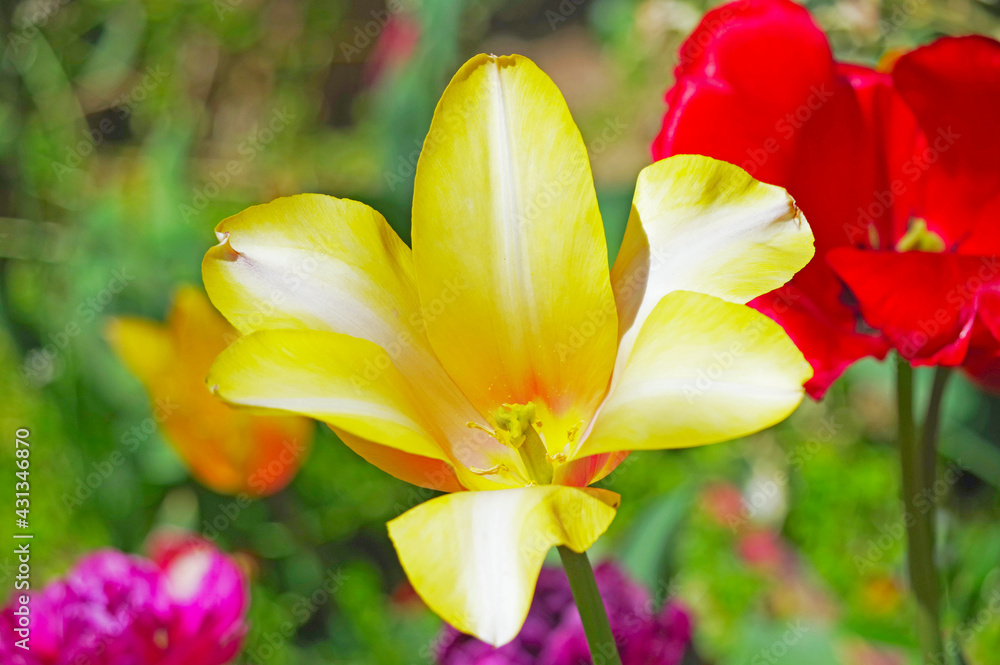 Fototapeta premium large beautiful yellow Tulip