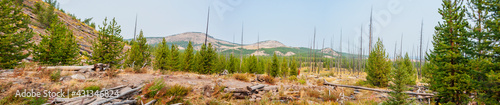Fotografie Pine forest recovering from a wildfire in Yellowstone