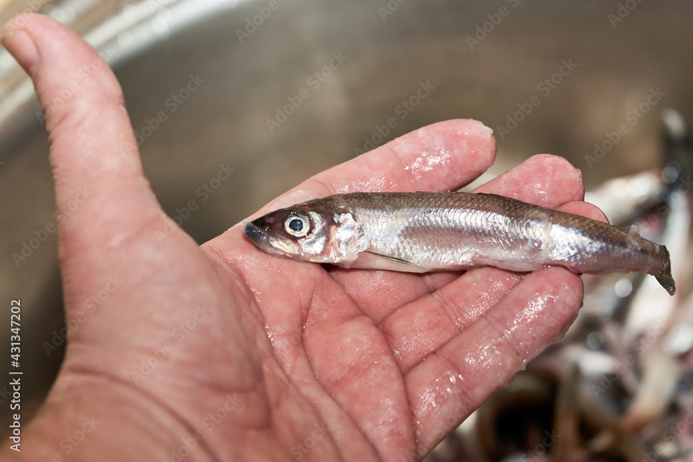 Hand holds fresh raw smelt fish caught in the sea