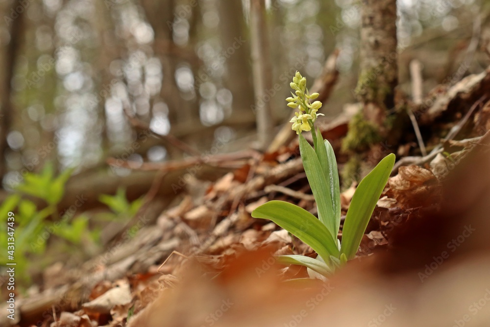 Gerade aufblühendes Blasses Knabenkraut (Orchis pallens). Gerade aufblühendes Blasses Knabenkraut (Orchis pallens).