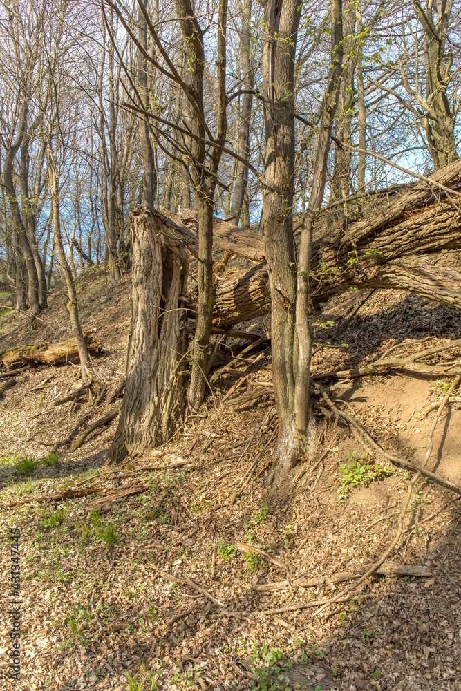 Old tree broken by the wind in the forest in the Czech Republic. Damage caused by storms in the forest area. Season of the spring. Old tree broken by the wind in the forest in the Czech Republic. Damage caused by storms in the forest area. Season of the spring.