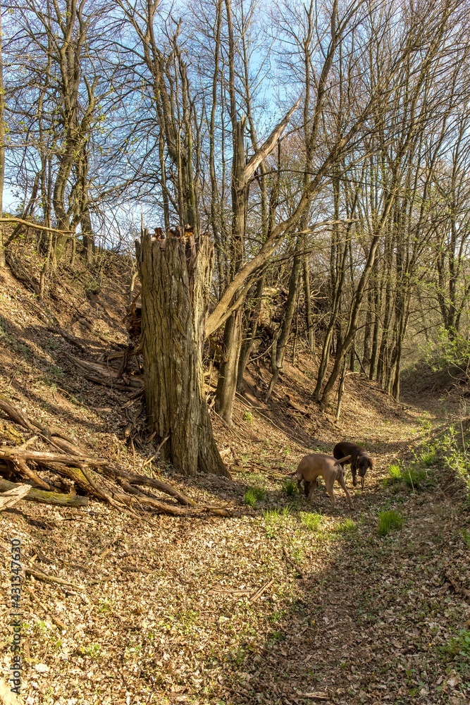 Fototapeta premium Old tree broken by the wind in the forest in the Czech Republic. Damage caused by storms in the forest area. Season of the spring.