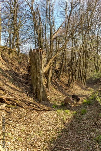 Wallpaper Mural Old tree broken by the wind in the forest  in the Czech Republic. Damage caused by storms in the forest area. Season of the spring. Torontodigital.ca