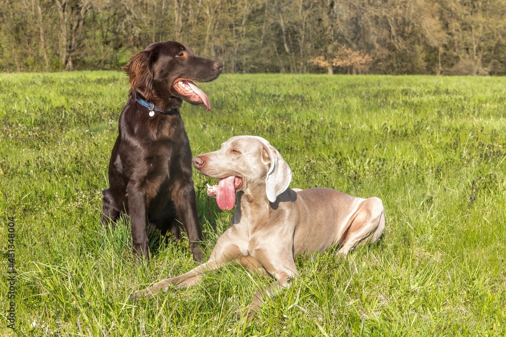 Resting dogs in spring day. Brown Flat coated retriever puppy and Weimarane on a spring meadow. Hunting season. Resting dogs in spring day. Brown Flat coated retriever puppy and Weimarane on a spring meadow. Hunting season.