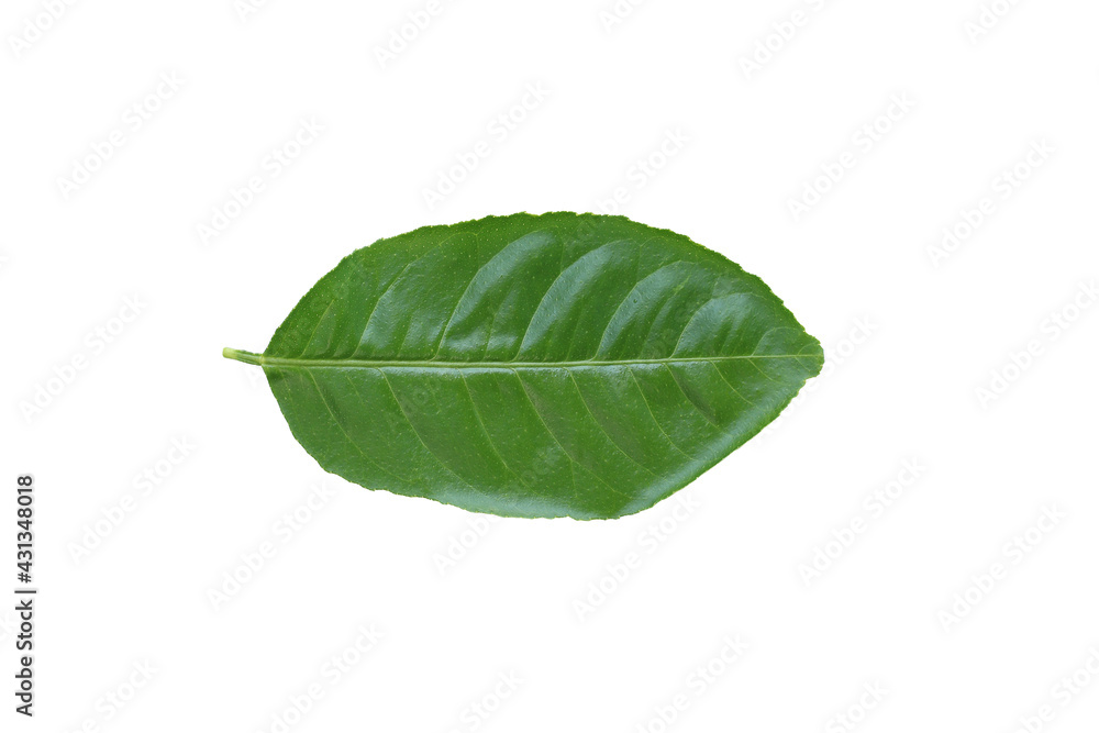 Obraz premium Front Green leaves isolated on white background