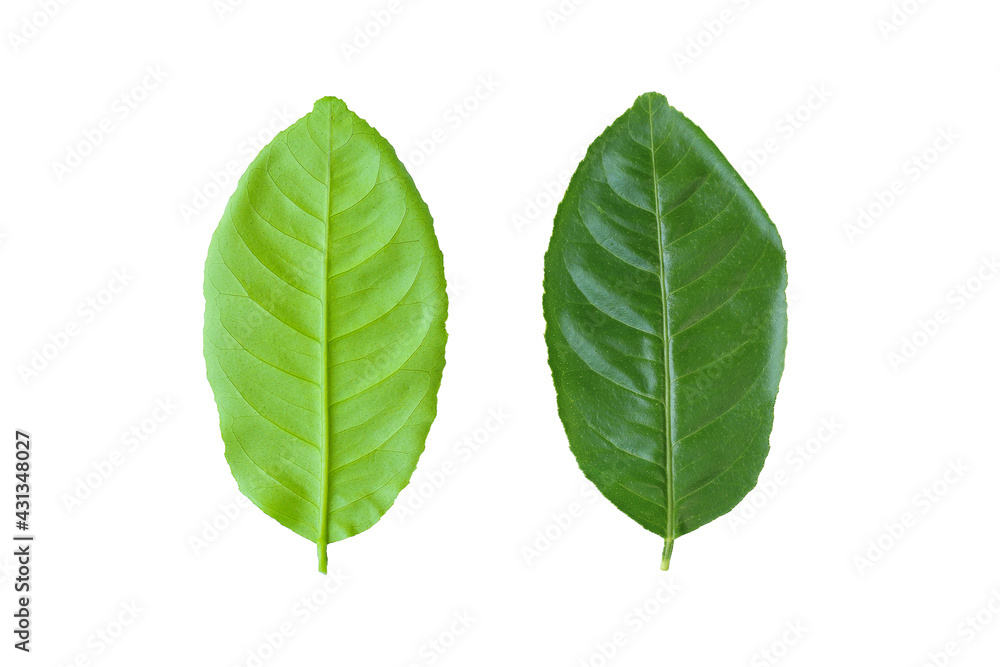 Front and behind of green leaves isolated on white background.
