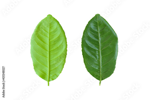 Front and behind of green leaves isolated on white background.