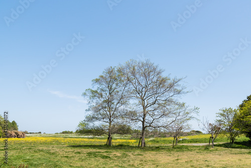 樹木と春の野原