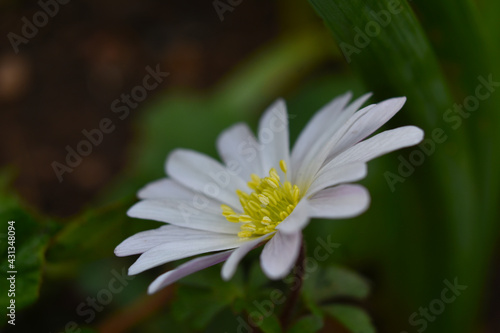 white daisy flower