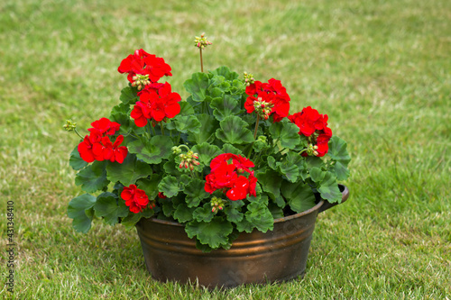 Obraz na płótnie geranium zonal, pelargonium hortorum with red flowers