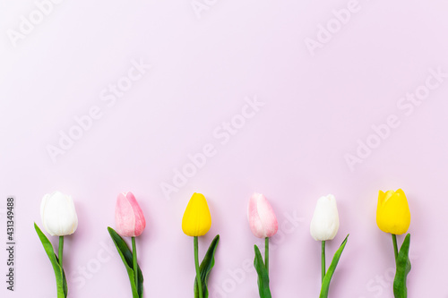 Tulips flower on a pink background. Top view and copy space. Flat lay. Spring floral background