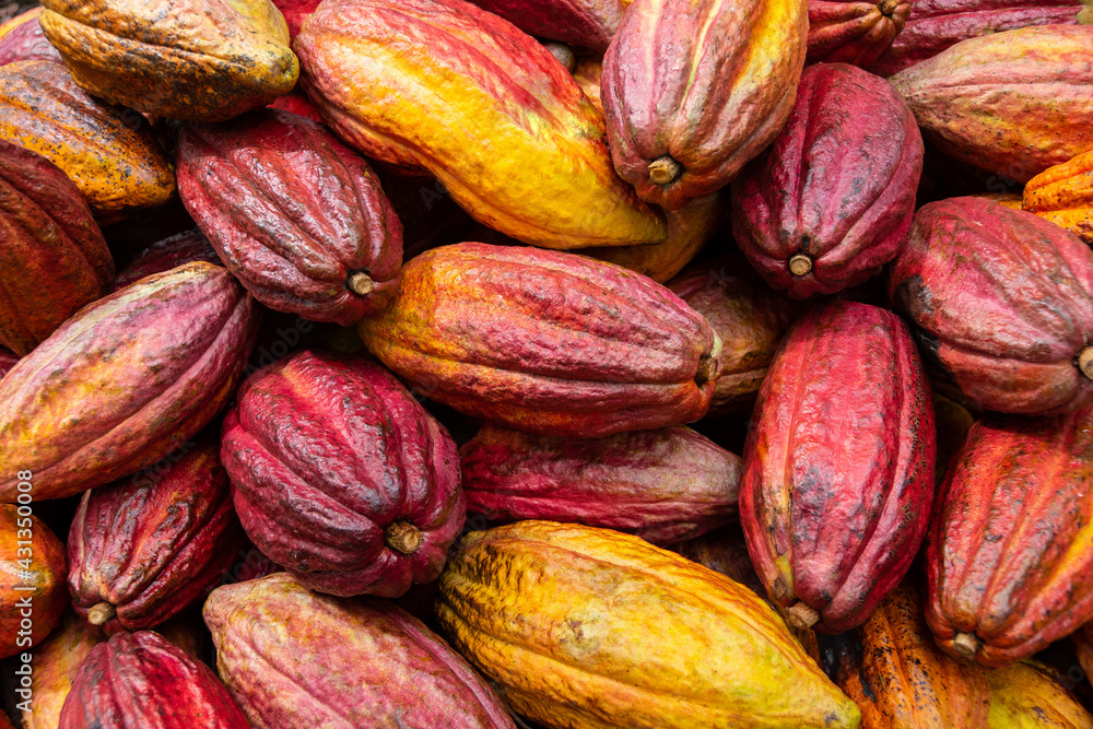 Mazorca de cacao, chocolate Mazorca de cacao, chocolate