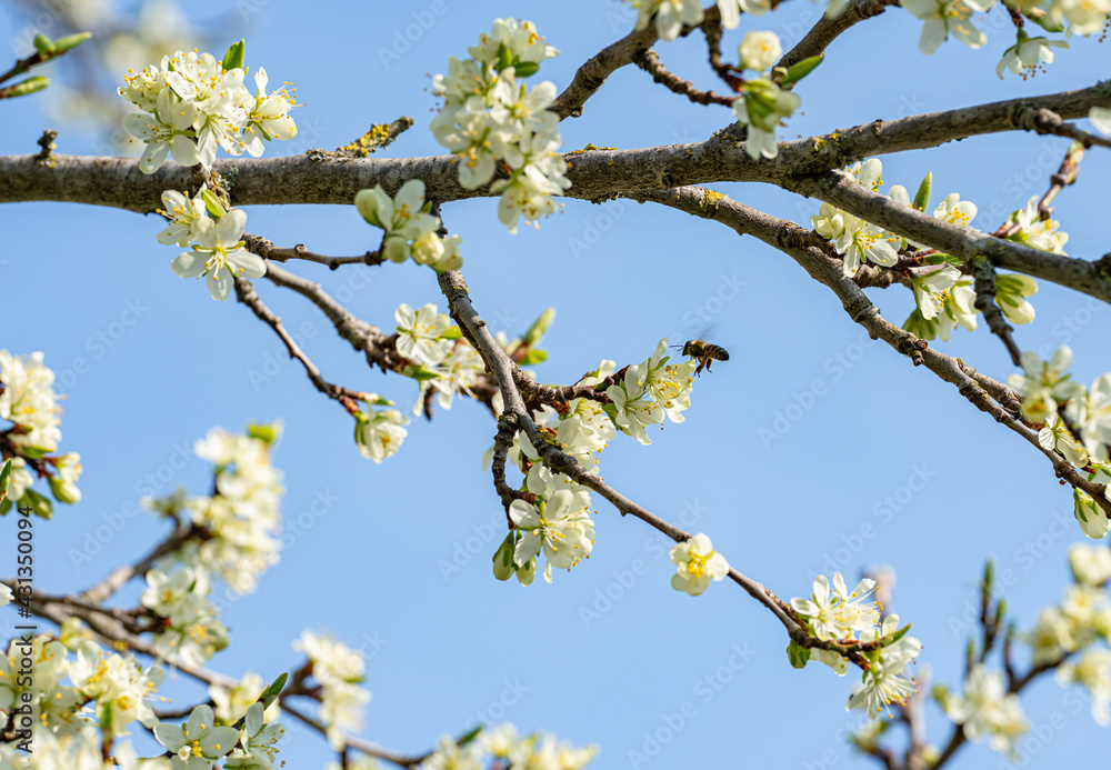 Insektenschutz - Biene im Frühling fliegt eine Obstblüte an.. Insektenschutz - Biene im Frühling fliegt eine Obstblüte an..