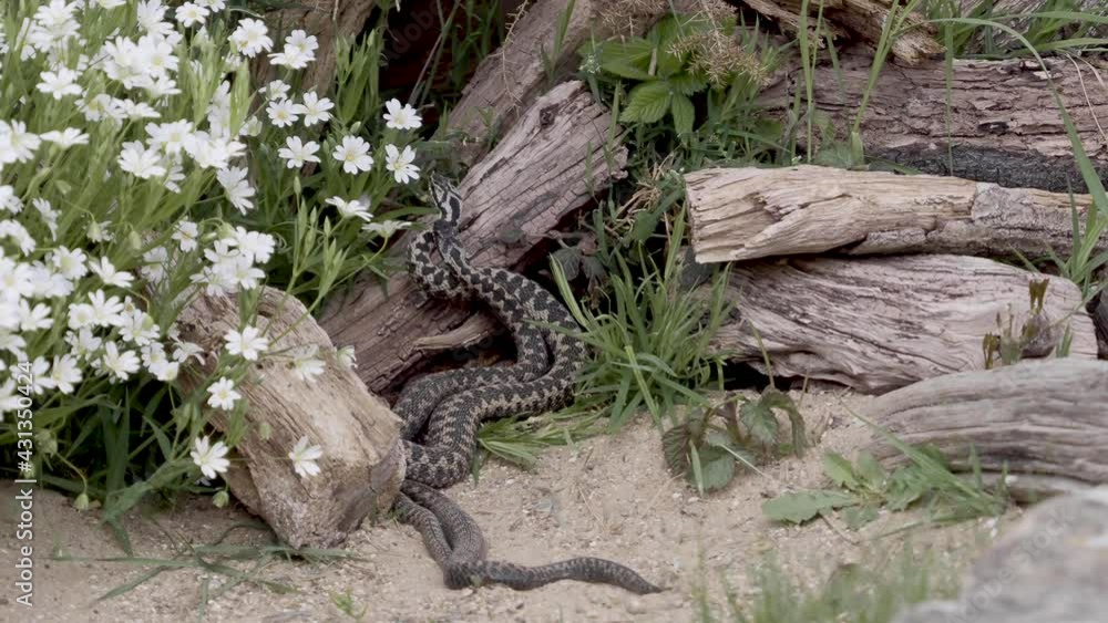 Adder Dance. Male Adders Dancing or Fightin for Dominance. . Adder Dance. Male Adders Dancing or Fightin for Dominance. .