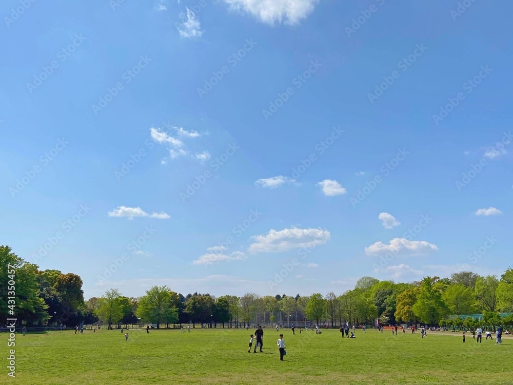 公園の草原 公園の草原