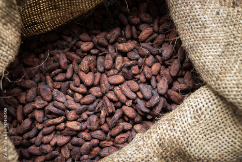 Grano del cacao, semilla, chocolate. © diego