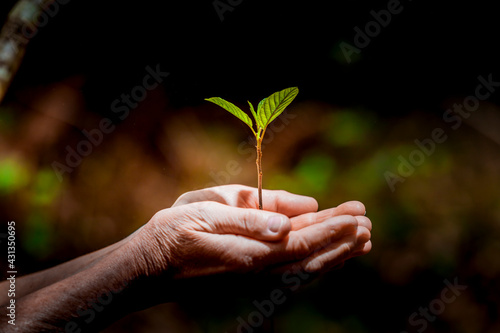 Junge Pflanze schützend in Händen gehalten