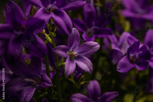 Purple Ithuriel's Spear flowers(Triteleia laxa) photo