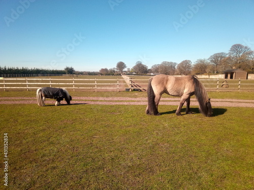 horse and Pony in the field